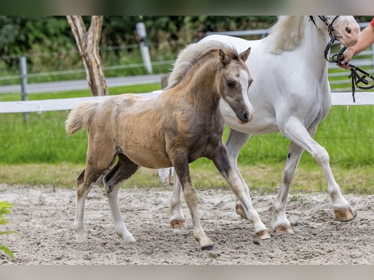 Welsh A (Mountain Pony) Mare Foal (04/2025) 11,2 hh in Weener