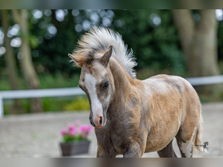 Welsh A (Mountain Pony) Mare Foal (04/2025) 11,2 hh in Weener