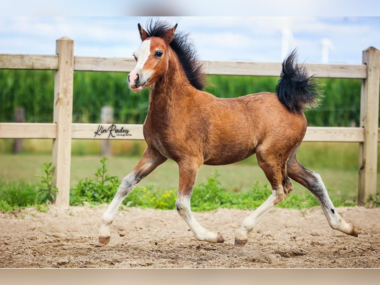 Welsh A (Mountain Pony) Mare Foal (04/2025) 11,2 hh Brown in Duiven