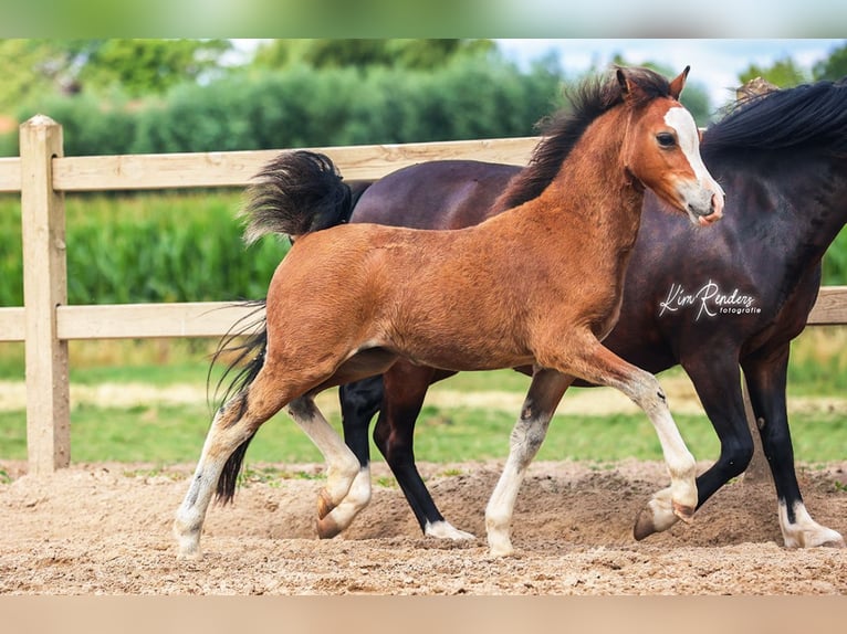 Welsh A (Mountain Pony) Mare Foal (04/2025) 11,2 hh Brown in Duiven