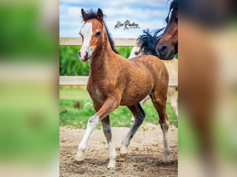 Welsh A (Mountain Pony) Mare Foal (04/2025) 11,2 hh Brown in Duiven