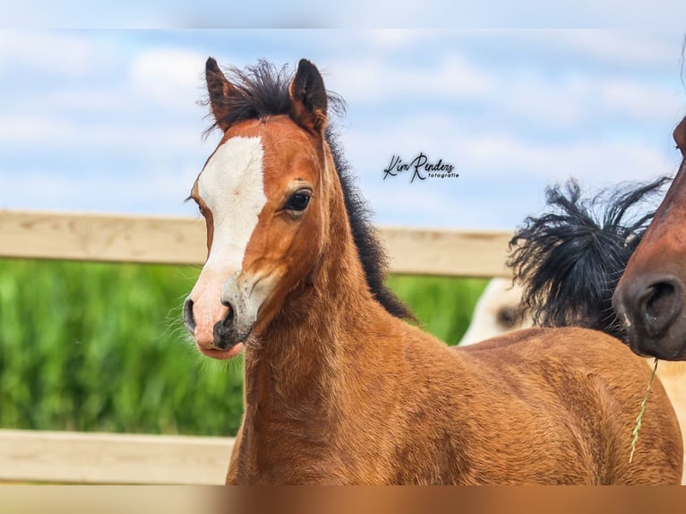 Welsh A (Mountain Pony) Mare Foal (04/2025) 11,2 hh Brown in Duiven