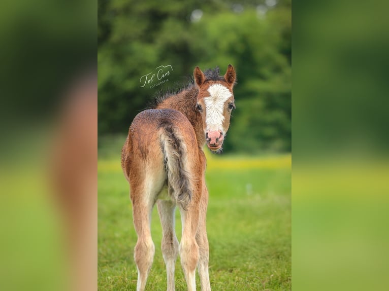 Welsh A (Mountain Pony) Mare  11,2 hh Brown in Aalten