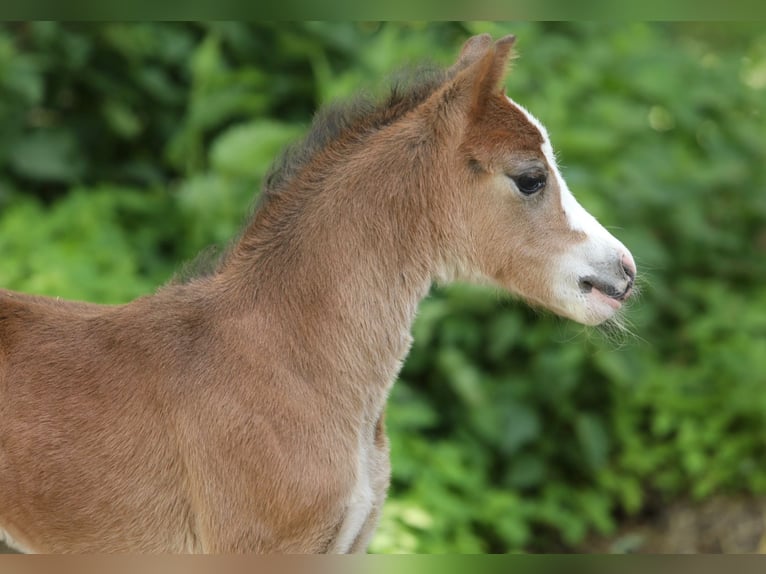 Welsh A (Mountain Pony) Mare  11,2 hh Brown in Aalten