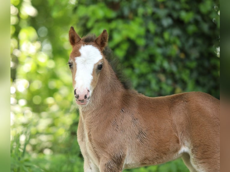 Welsh A (Mountain Pony) Mare  11,2 hh Brown in Aalten