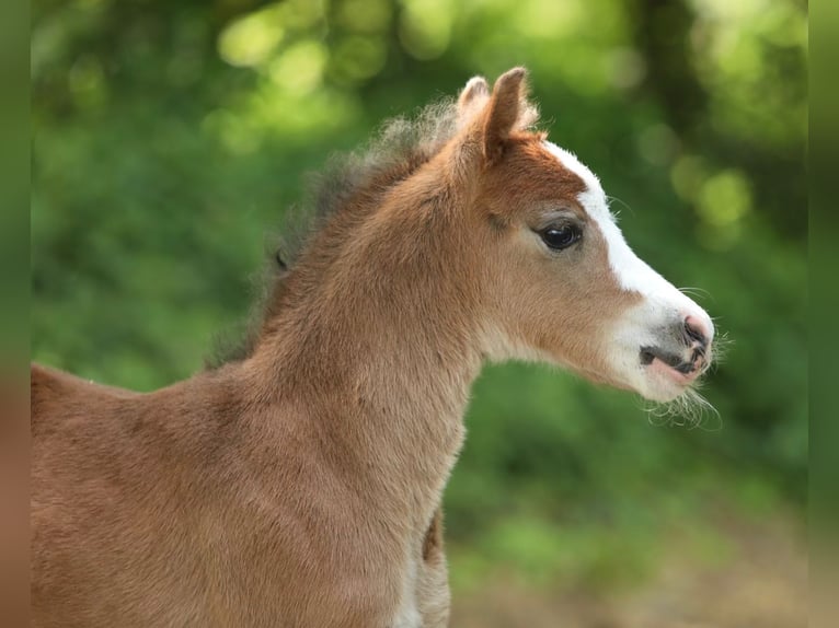 Welsh A (Mountain Pony) Mare  11,2 hh Brown in Aalten