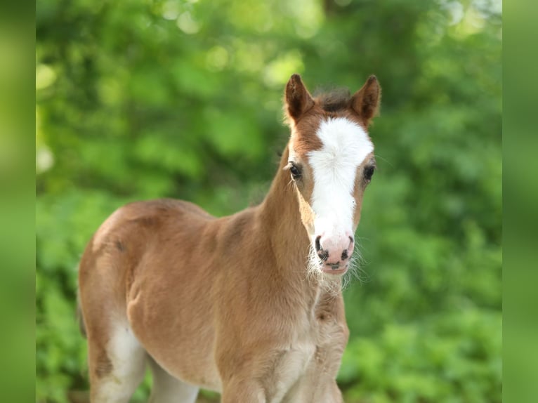 Welsh A (Mountain Pony) Mare  11,2 hh Brown in Aalten