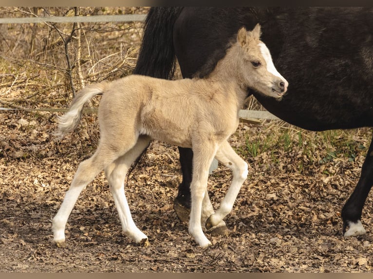 Welsh A (Mountain Pony) Mare Foal (01/2026) 11,2 hh Buckskin in Neumünster