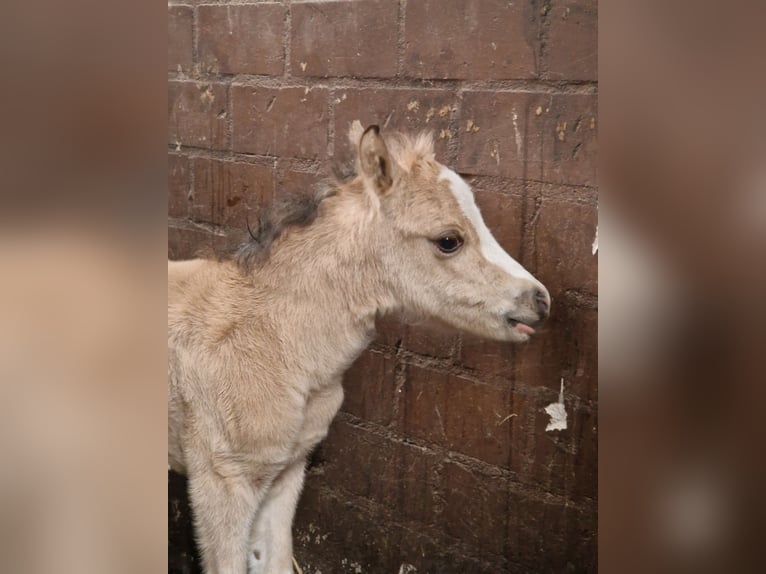 Welsh A (Mountain Pony) Mare Foal (01/2026) 11,2 hh Buckskin in Neumünster