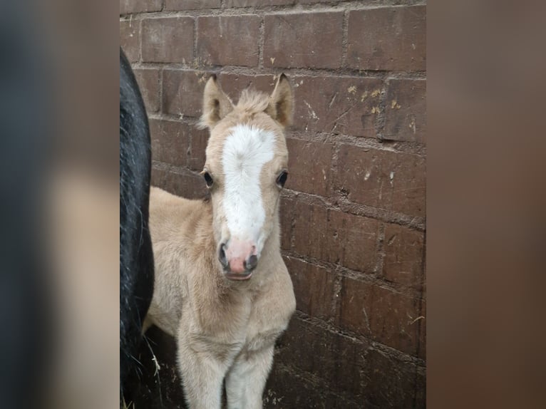 Welsh A (Mountain Pony) Mare Foal (01/2026) 11,2 hh Buckskin in Neumünster
