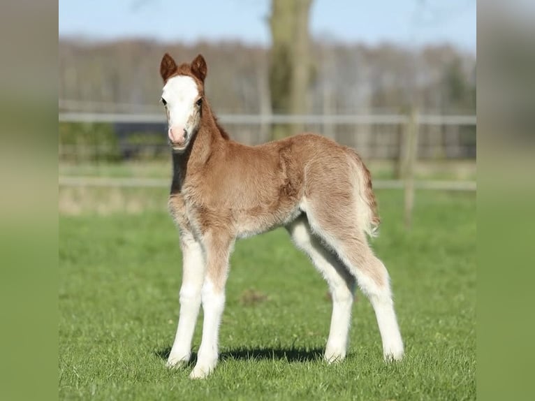 Welsh A (Mountain Pony) Mare Foal (02/2026) 12 hh Chestnut-Red in Aalten