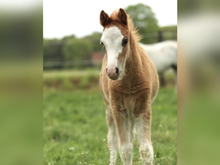 Welsh A (Mountain Pony) Mare Foal (02/2026) 12 hh Chestnut-Red in Aalten
