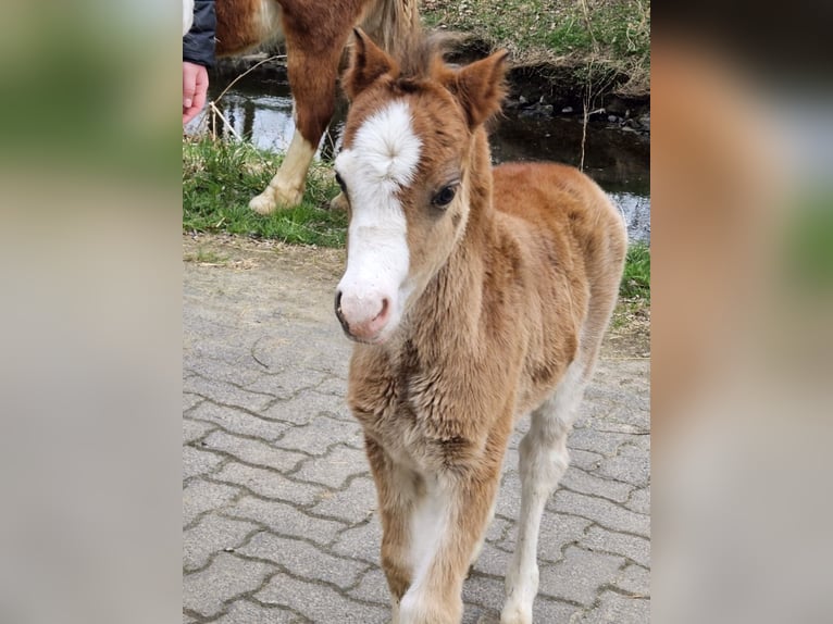 Welsh A (Mountain Pony) Mare Foal (03/2025) 12,1 hh Brown in Kreuztal