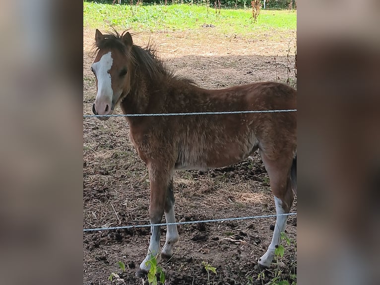 Welsh A (Mountain Pony) Mare Foal (03/2025) 12,1 hh Brown in Kreuztal