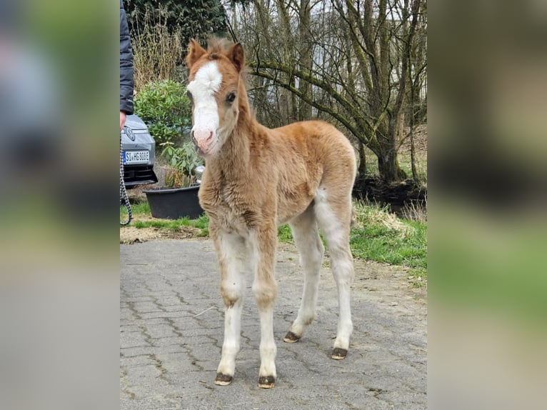 Welsh A (Mountain Pony) Mare Foal (03/2025) 12,1 hh Brown in Kreuztal