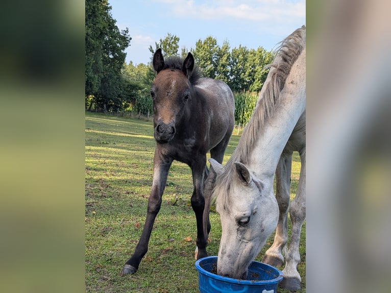 Welsh A (Mountain Pony) Mare Foal (06/2025) 12,1 hh Grey-Dapple in Engden