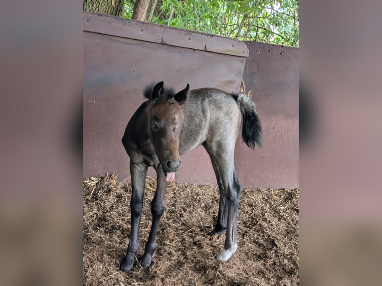 Welsh A (Mountain Pony) Mare Foal (06/2025) 12,1 hh Grey-Dapple in Engden
