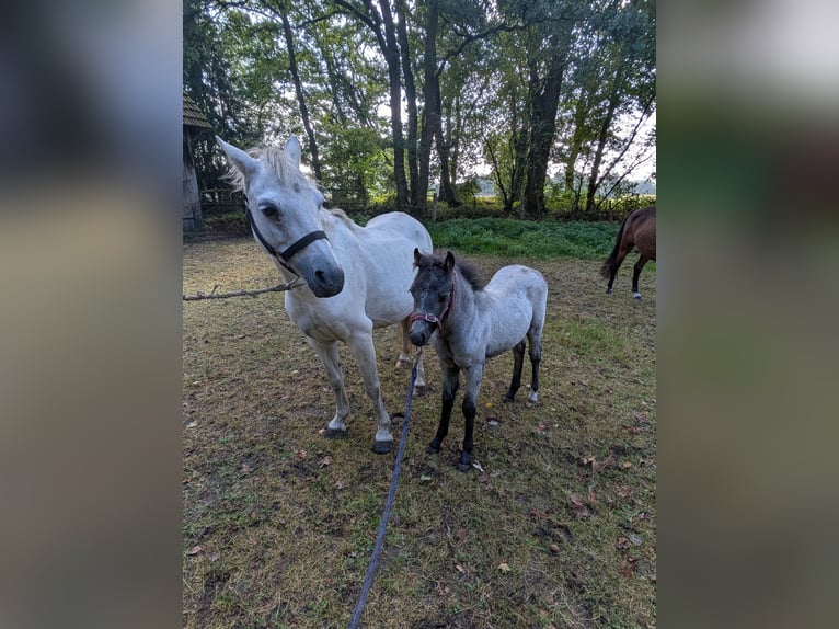 Welsh A (Mountain Pony) Mare Foal (06/2025) 12,1 hh Grey-Dapple in Engden