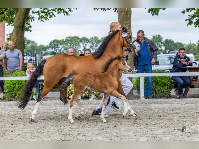 Welsh A (Mountain Pony) Mare Foal (06/2025) Brown in Cappeln (Oldenburg)