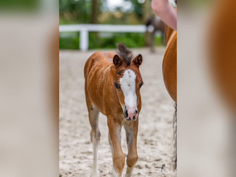 Welsh A (Mountain Pony) Mare Foal (06/2025) Brown in Cappeln (Oldenburg)