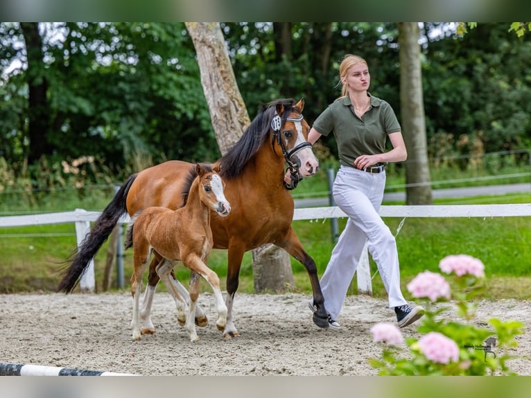Welsh A (Mountain Pony) Mare Foal (06/2025) Brown in Cappeln (Oldenburg)