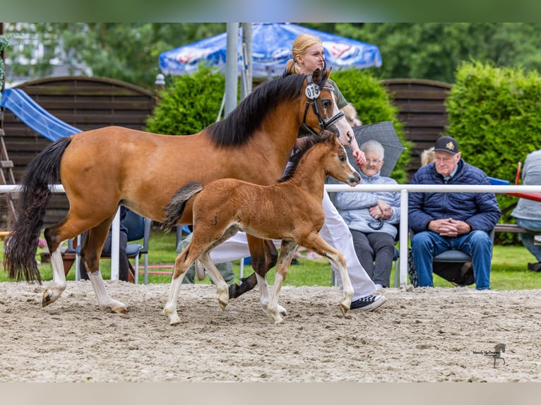 Welsh A (Mountain Pony) Mare Foal (06/2025) Brown in Cappeln (Oldenburg)