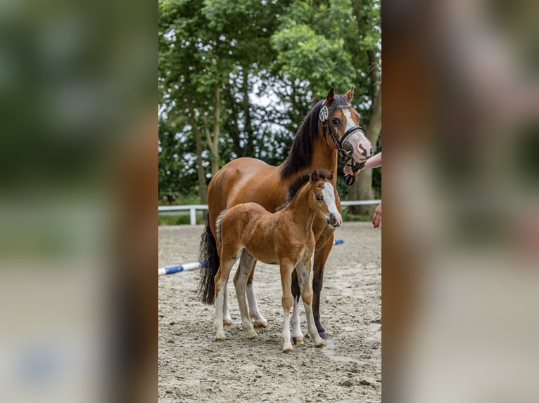 Welsh A (Mountain Pony) Mare Foal (06/2025) Brown in Cappeln (Oldenburg)
