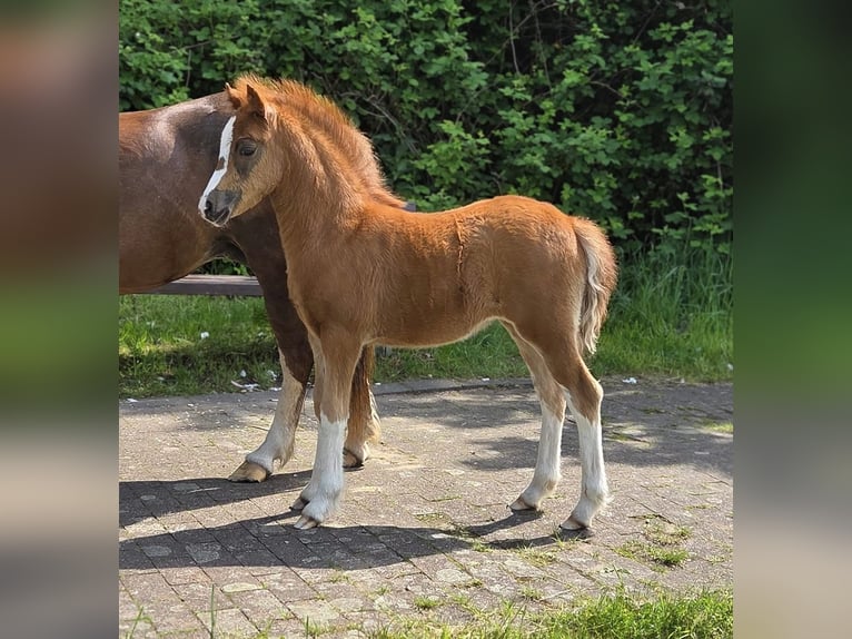 Welsh A (Mountain Pony) Mare Foal (03/2026) Chestnut-Red in Bochum