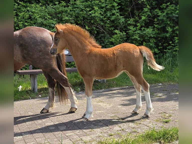 Welsh A (Mountain Pony) Mare Foal (03/2026) Chestnut-Red in Bochum