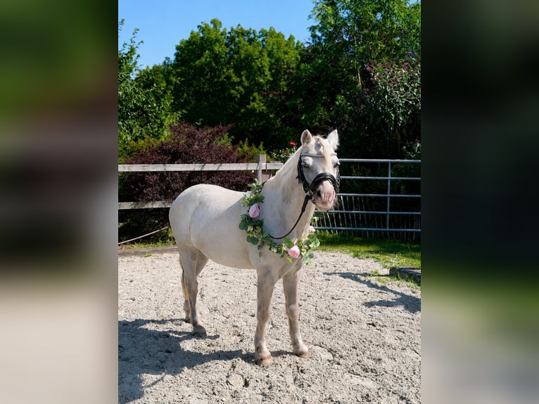 Welsh A (Mountain Pony) Stallion 11 years 11.2 hh Grey in Süsel