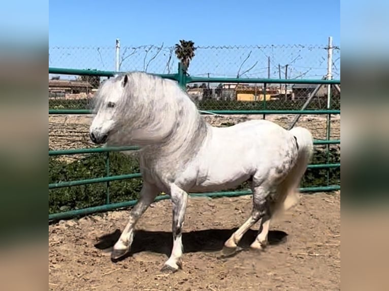 Welsh A (Mountain Pony) Stallion 13 years 10,2 hh Grey in Jerez