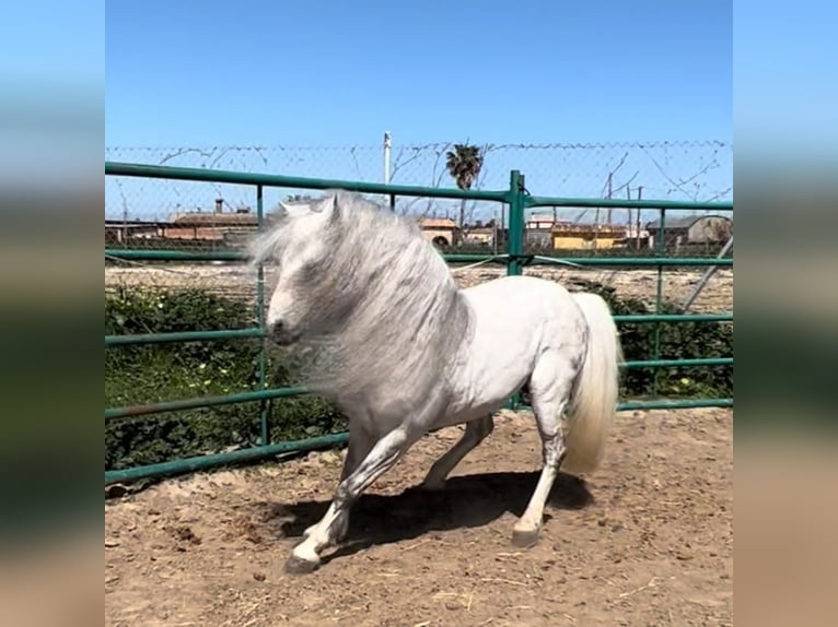 Welsh A (Mountain Pony) Stallion 13 years 11,1 hh Grey in Jerez