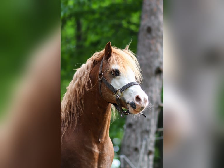 Welsh A (Mountain Pony) Stallion 14 years 11,2 hh Chestnut-Red in Alland