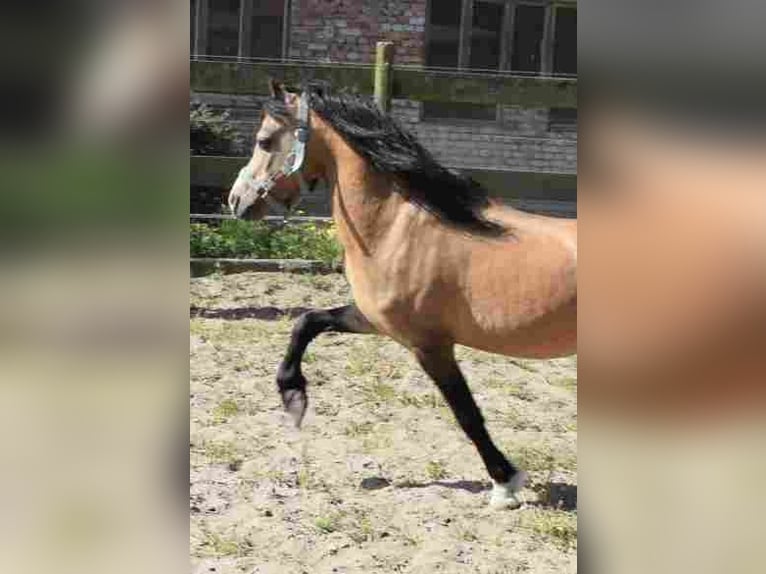 Welsh A (Mountain Pony) Stallion 16 years Buckskin in Herzberg (Elster)