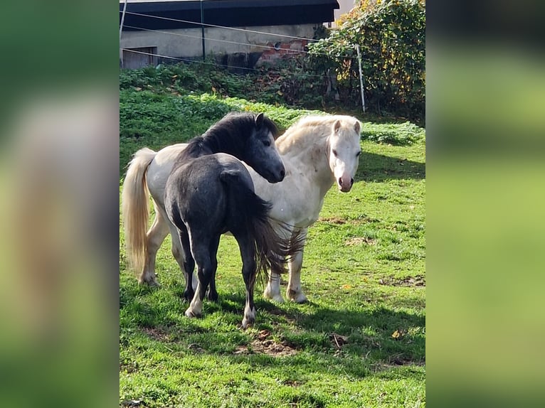 Welsh A (Mountain Pony) Stallion 18 years 11,2 hh Grey in Bautzen