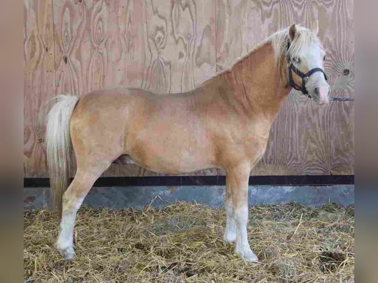 Welsh A (Mountain Pony) Stallion 18 years 11,2 hh Palomino in Herzberg