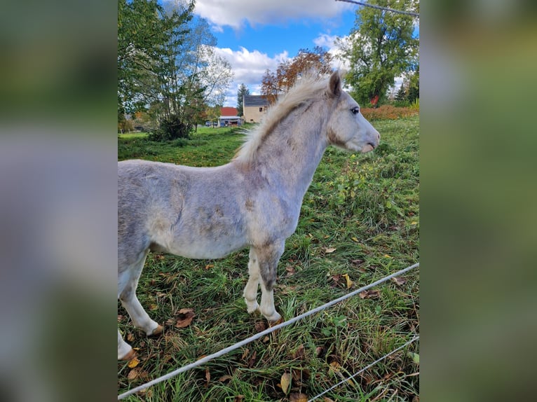 Welsh A (Mountain Pony) Stallion 19 years 11,2 hh Grey in Bautzen