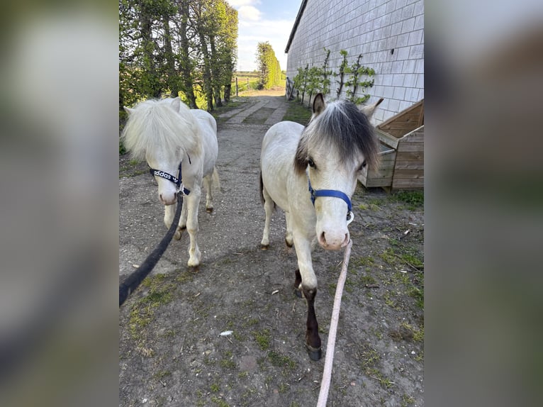 Welsh A (Mountain Pony) Stallion 1 year 10.1 hh Buckskin in Zevenbergschen Hoek