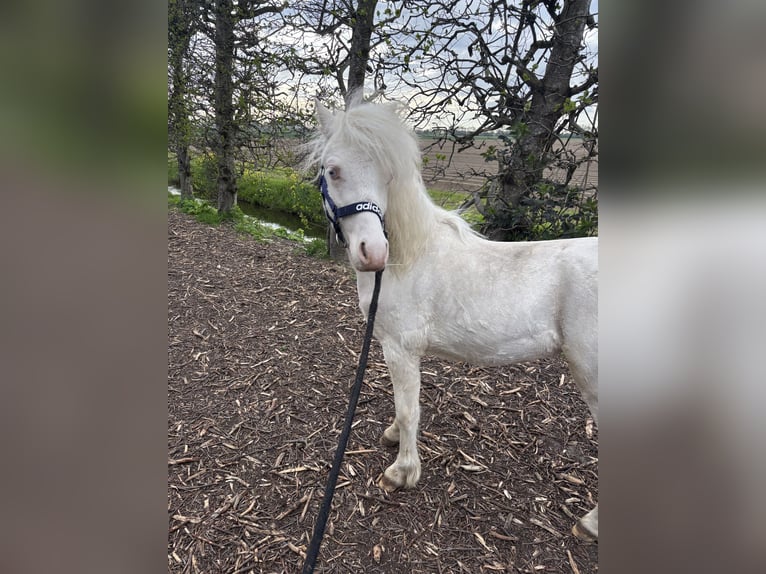 Welsh A (Mountain Pony) Stallion 1 year 10.1 hh Cremello in Zevenbergschen Hoek