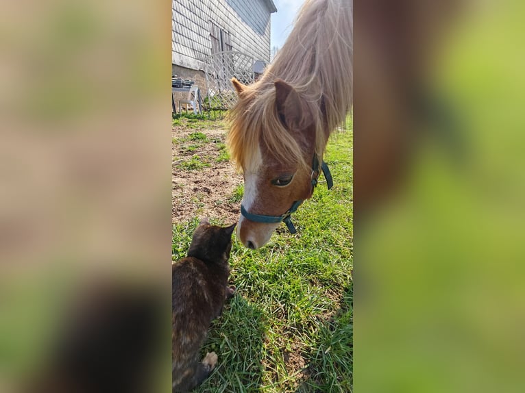 Welsh A (Mountain Pony) Stallion 1 year 10.2 hh Chestnut-Red in Erlau