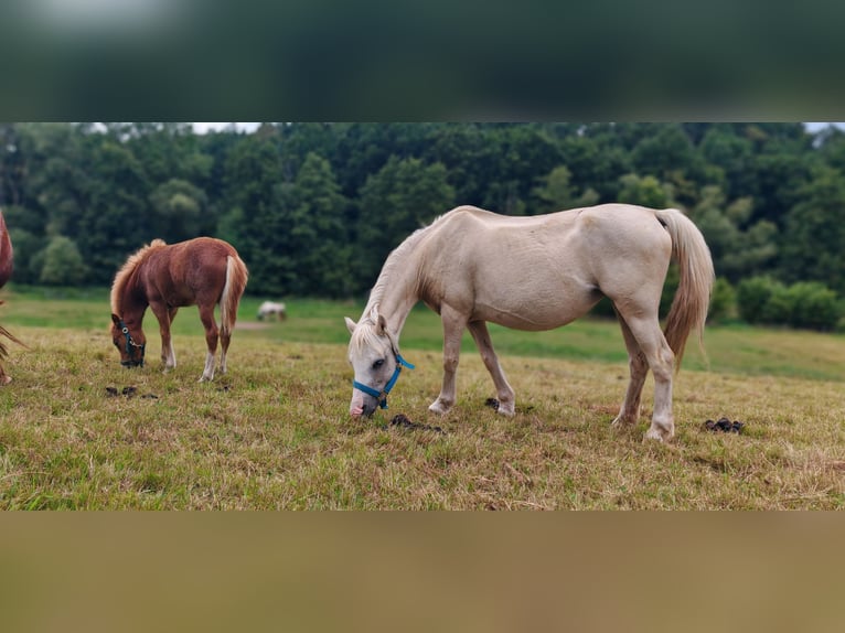 Welsh A (Mountain Pony) Stallion 1 year 10.2 hh Chestnut-Red in Erlau