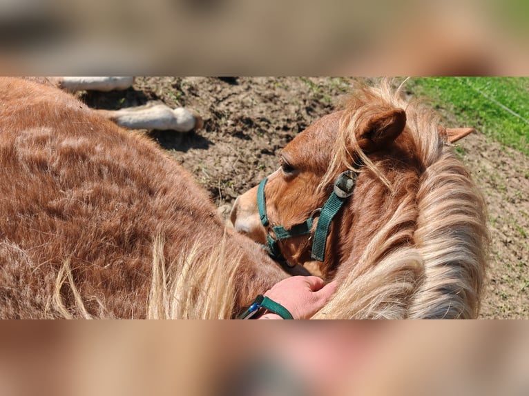 Welsh A (Mountain Pony) Stallion 1 year 10.2 hh Chestnut-Red in Erlau
