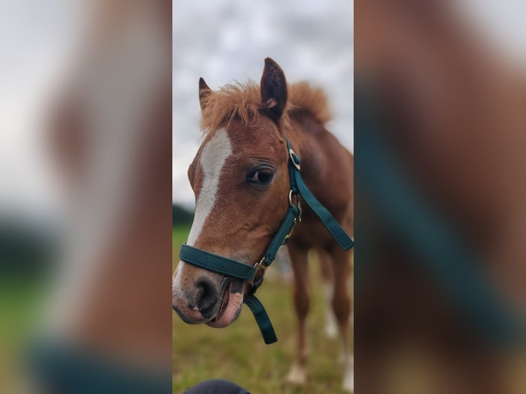 Welsh A (Mountain Pony) Stallion 1 year 10.2 hh Chestnut-Red in Erlau