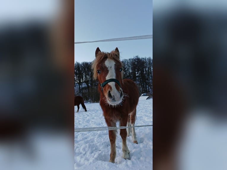 Welsh A (Mountain Pony) Stallion 1 year 10.2 hh Chestnut-Red in Erlau