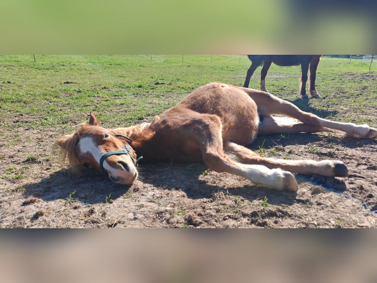 Welsh A (Mountain Pony) Stallion 1 year 10.2 hh Chestnut-Red in Erlau