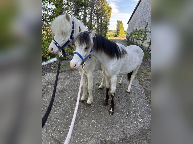 Welsh A (Mountain Pony) Stallion 1 year 10,1 hh Buckskin in Zevenbergschen Hoek