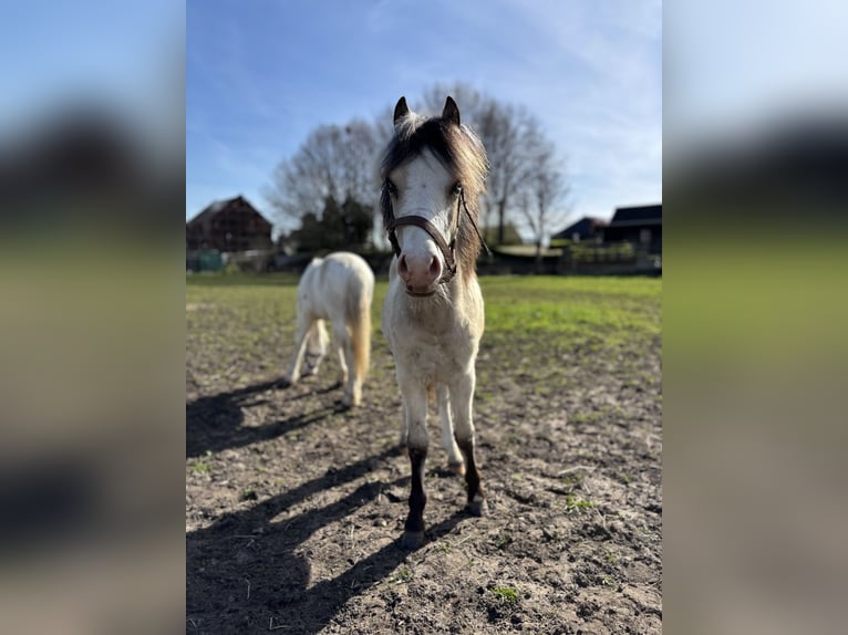 Welsh A (Mountain Pony) Stallion 1 year 10,1 hh Buckskin in Zevenbergschen Hoek