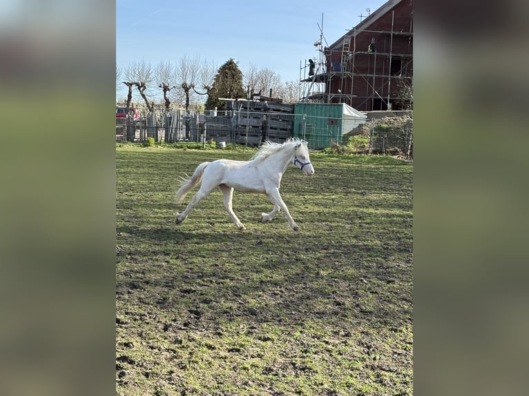 Welsh A (Mountain Pony) Stallion 1 year 10,1 hh Cremello in Zevenbergschen Hoek