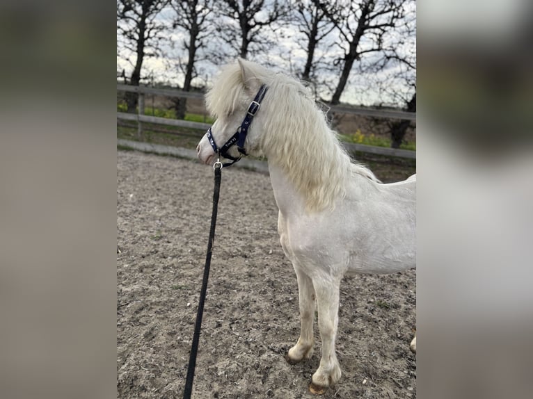 Welsh A (Mountain Pony) Stallion 1 year 10,1 hh Cremello in Zevenbergschen Hoek