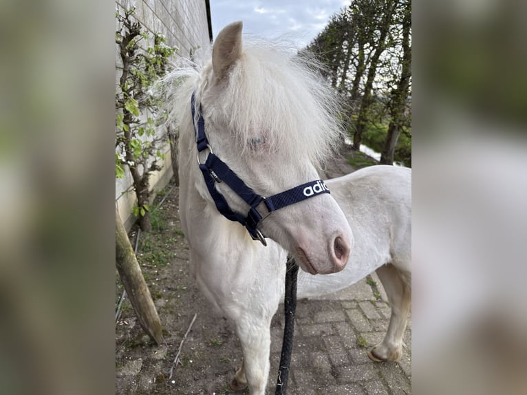 Welsh A (Mountain Pony) Stallion 1 year 10,1 hh Cremello in Zevenbergschen Hoek